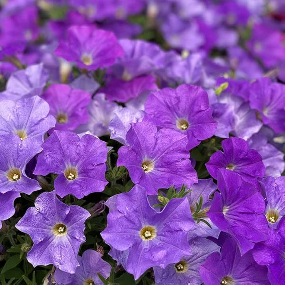 Ramblin (Lavender Petunia) for planting in garden